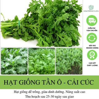 Hạt giống rau tần ô - rau cải cúc 20gram