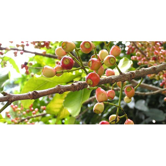 Nụ Vối Khô Hảo Hạng Thơm Ngon Chất Lượng