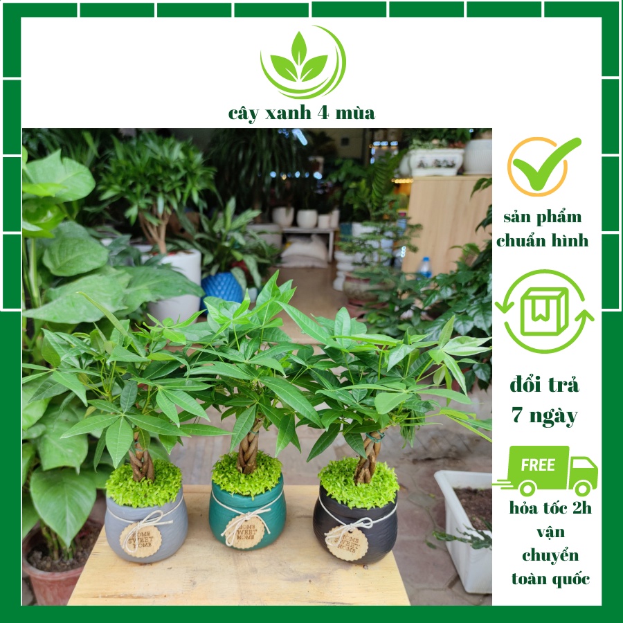 Cây kim ngân tài lộc chậu sứ mini để bàn  cao 30-35cm