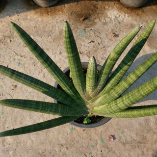Lưỡi hổ ngà voi