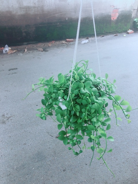 Chậu Cây Đô La Treo