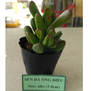 Sen đá ống điếu - size nhỏ (5-8cm)