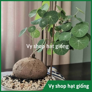 Củ bình vôi Thái (Đồng tiền Thái) - Stephania Erecta nhập Thái Lan
