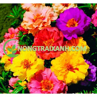400h - hạt giống hoa mười giờ mỹ kép mix nhiều màu
