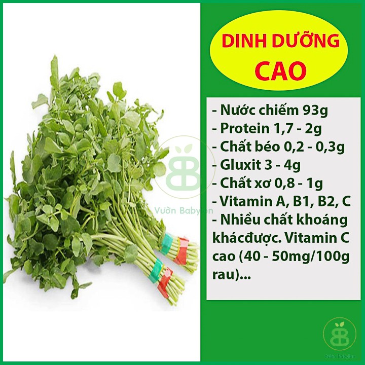 Hạt Giống Xà Lách Xoong Mỹ 1Gr Chất Lượng Cao