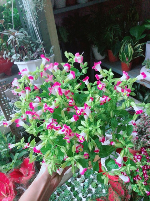 Chậu Hoa Ban Sê Hồng Nhạt