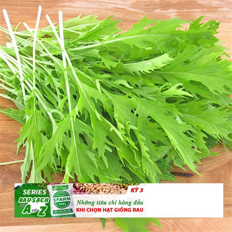 100 HẠT - HẠT GIỐNG CẢI ĐUÔI PHỤNG