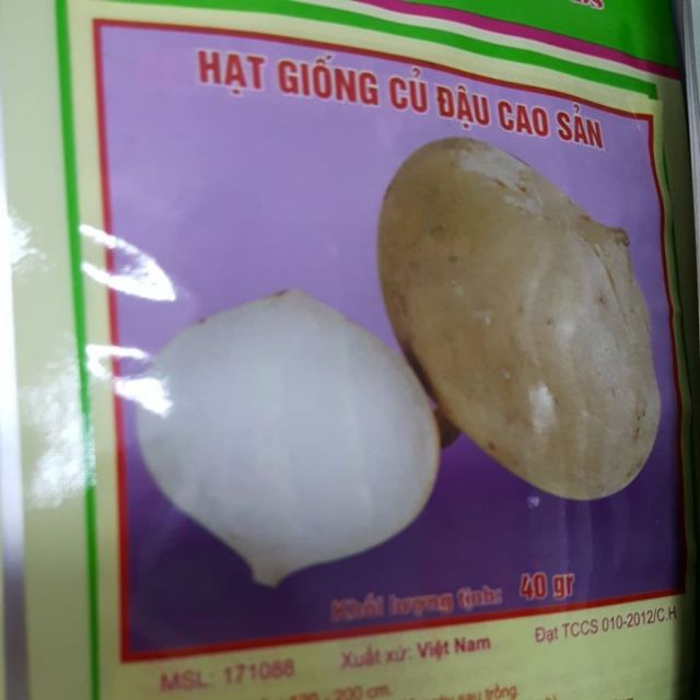 Hạt giống củ đậu