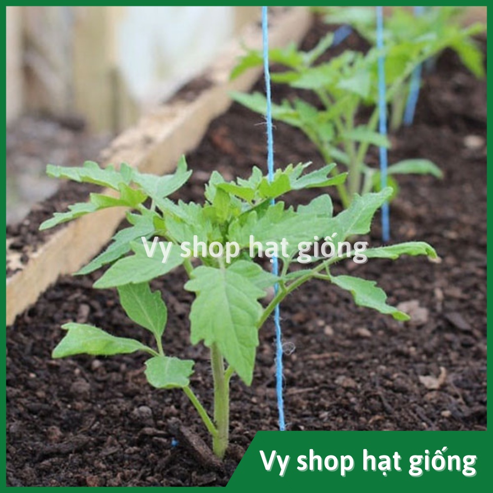 Hạt giống cà chua trứng đỏ Thái Lan gói 200 hạt