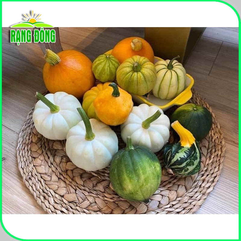 Hạt giống Bí Ngô Mix Fancy trồng quanh năm, nhiều loại, nhiều màu mix trộn (gói 1 gr) - Hạt giống Rạng Đông