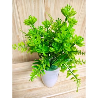 cụm sen đá  trang trí chậu tiểu cảnh bàn làm việc