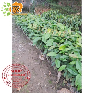 cây dầu giống-combo 5 cây