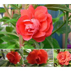 ( HOT ) Hạt giống hoa Móng Tay kép nhiều màu 50 hạt (hoa bóng nước)