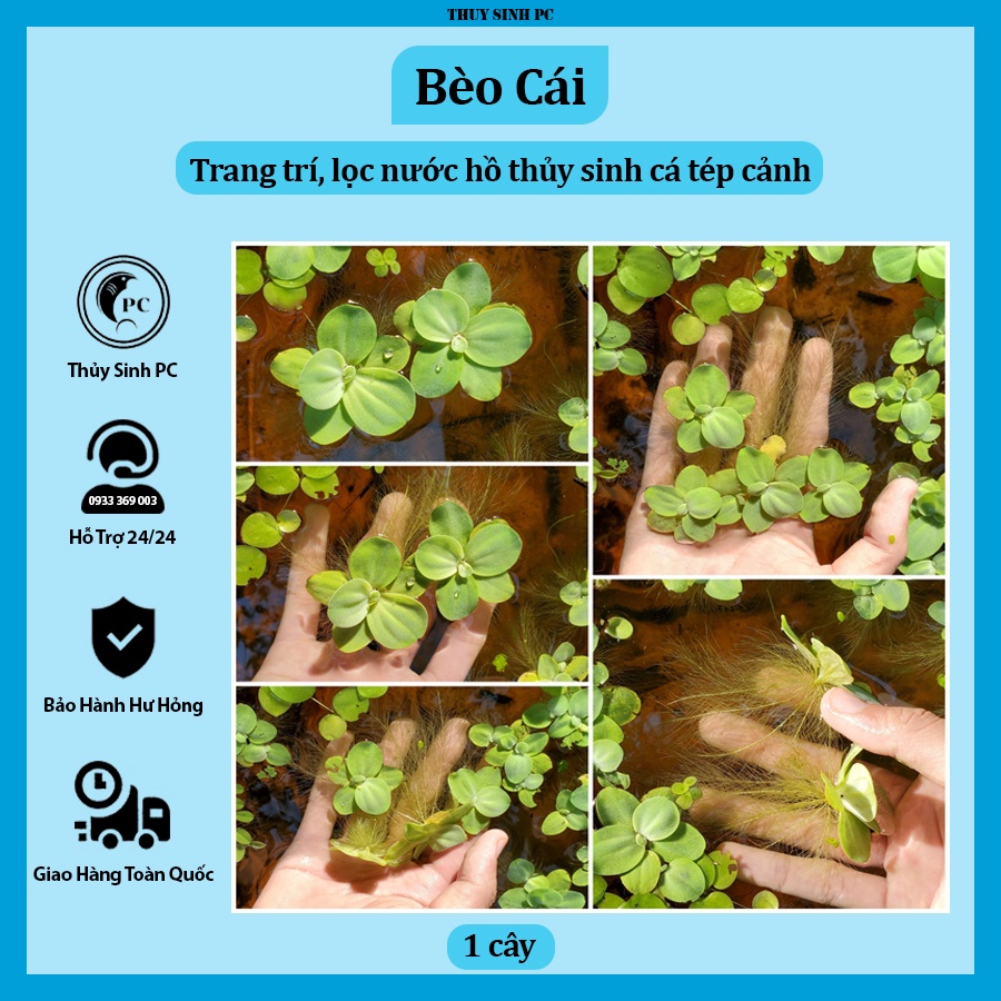 1 nhánh bèo cái lọc nước rễ dài trang trí bể thủy sinh cá cảnh