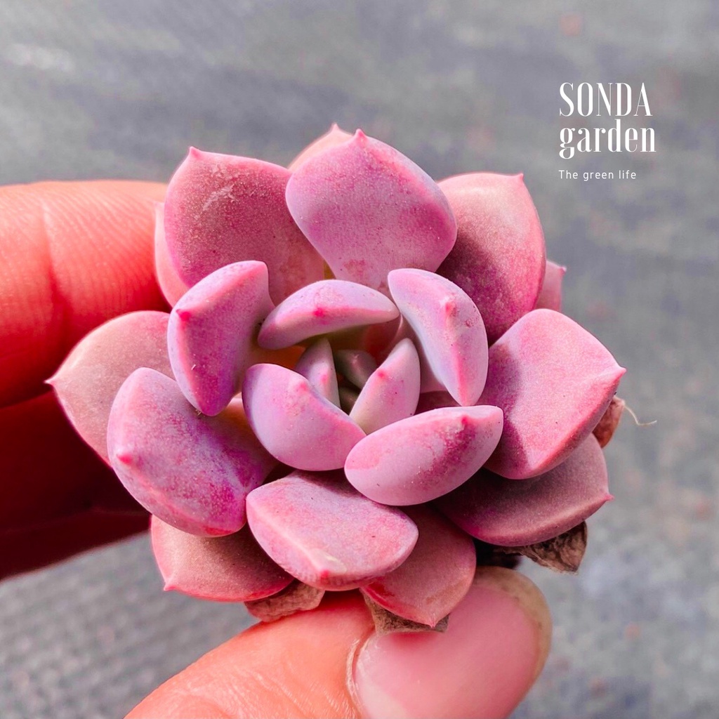 Sen đá hồng hoa SONDA GARDEN size mini 2.5-4cm, xuất xứ Đà Lạt, khoẻ đẹp, lỗi 1 đổi 1