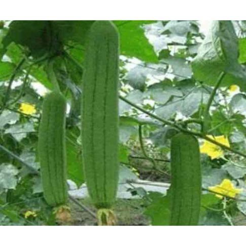 Hạt mướp hương F1 - gói 08 hạt