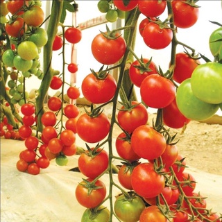 Hạt giống Cà chua bi siêu trái 30 hạt - Rau củ quả trồng tại vườn, sân thượng, nông trang, ban công