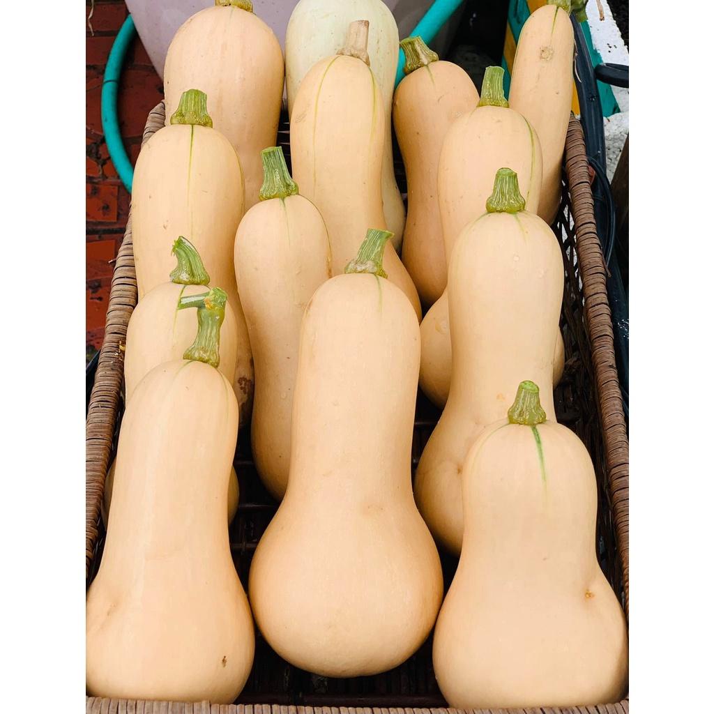 HẠT GIỐNG BÍ BƠ GÓI 50 HẠT - CÓ NHIỀU DINH DƯỠNG