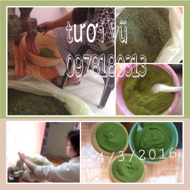 Bột trà xanh nguyên chất tự làm