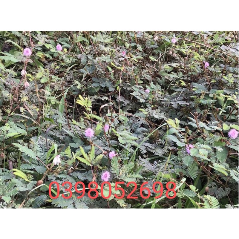 Cây xấu hổ đỏ 65k 1 kg