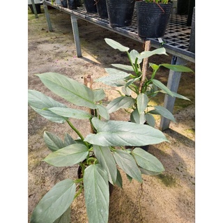 cây kiếm bạc Philodendron Hastatum