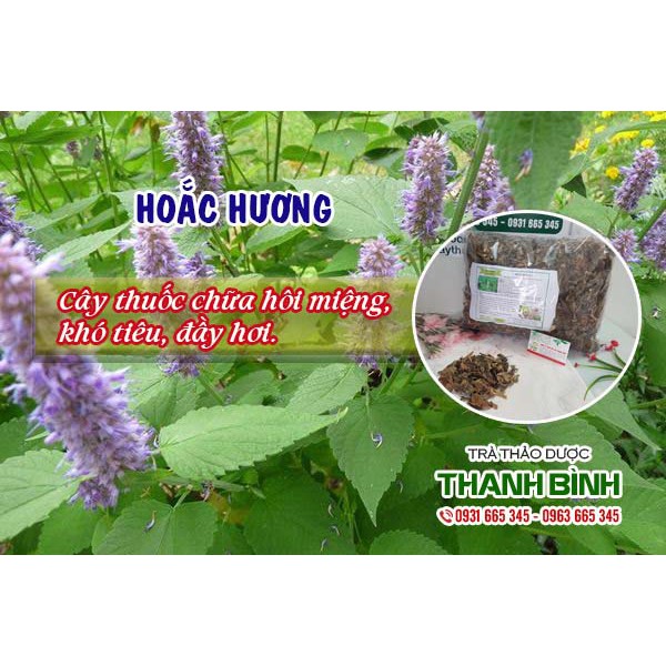 Hoắc Hương 1kg Hàng Công Ty - Dược Liệu Thanh Bình