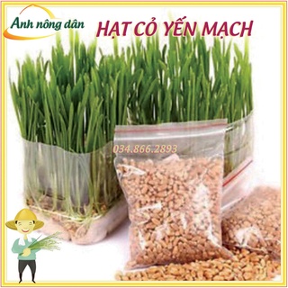 Hạt giống cỏ Yến Mạch, cỏ chó mèo (100gr)