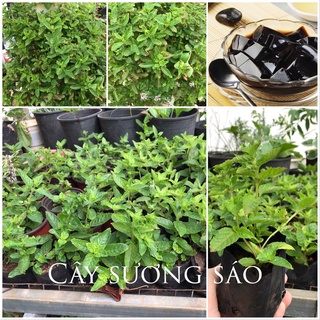 Cây giống sương sáo