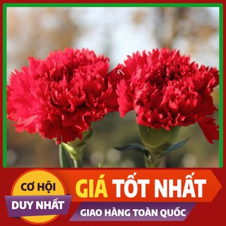 Hạt giống hoa Cẩm Chướng