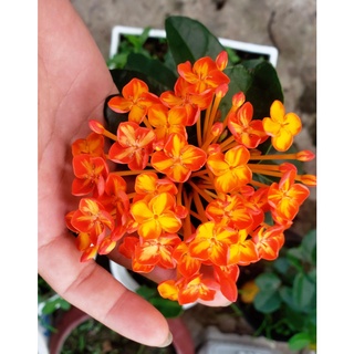 Trang Thái Phượng Hoàng Cam