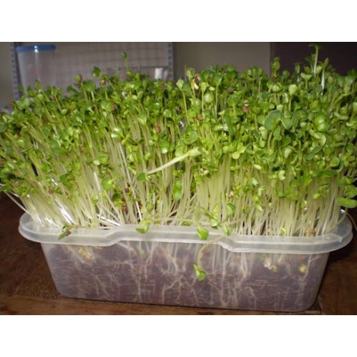Hạt Giống Mầm Cải Bông Xanh Phú Nông Thu Hoạch Nhanh- Gói 20gr ( HPN- 039)