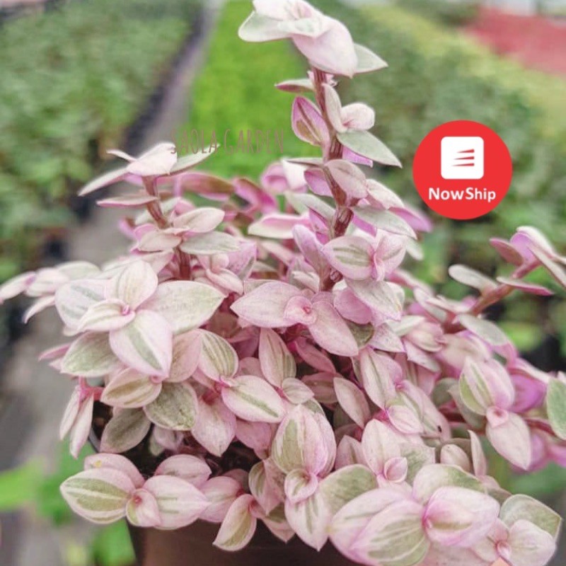 Sen đá Sedum các loại: vàng, hoa Hồng, chuỗi Ngọc, Pink Lady