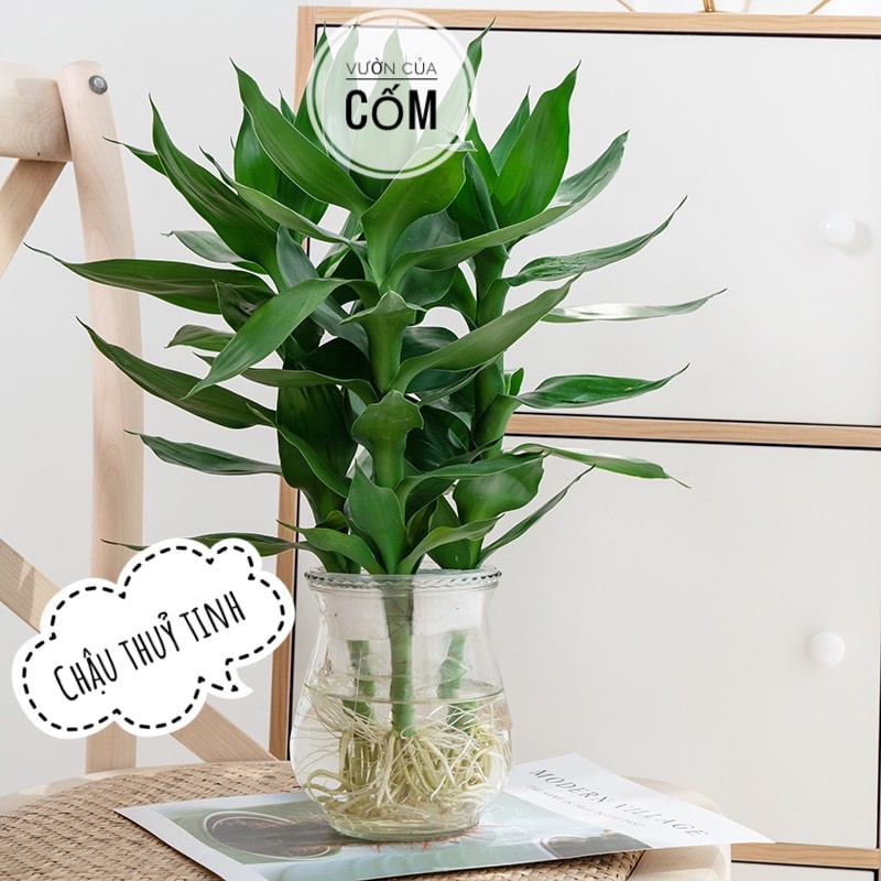 Cây Phất Lộc thủy sinh để bàn , ban thần tài  . Cây mang lại tài lộc , may mắn cho gia chủ