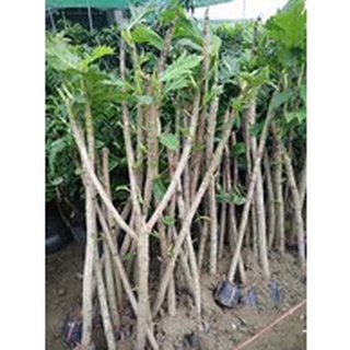 Cây sake nguyên bản cao 1m5