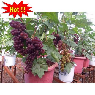 Hạt giống Nho pháp (10 hạt)