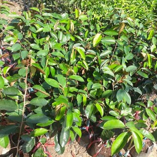 cây Giống VŨ SỮA TÍM - GIỐNG F1- SIÊU QUẢ