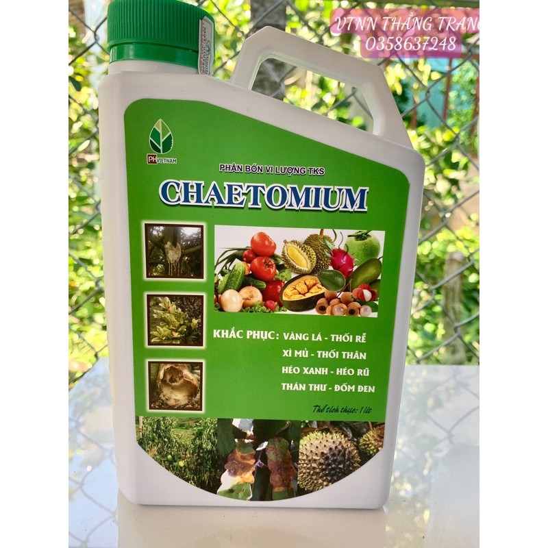 CHAETOMIUM