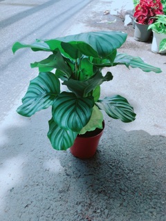 Đuôi Công Táo Xanh
