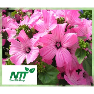 Hạt giống hoa cẩm quỳ hồng tn