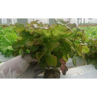 Hạt xà lách sồi đỏ Oakleaf - gói 2 gram