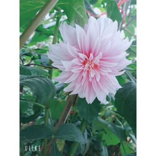 cúc cổ sơn la