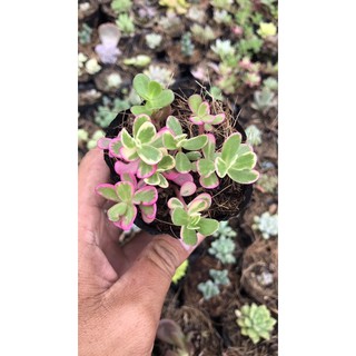 Mười giờ thái bầu nhỏ