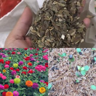 Cúc lá nhám 200 hạt mix màu