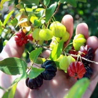 Cây giống Cherry Surinam