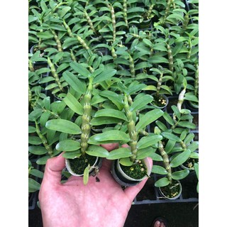 Hoa lan giả hạc, phi điệp DL179