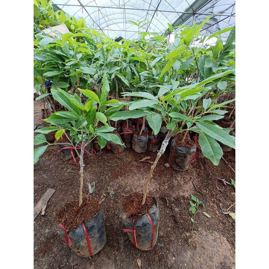 Cây giống bánh kem - White Spote Mexico cao 50-70cm