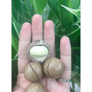 MACCA Daklak - Nữ hoàng của các loại hạt