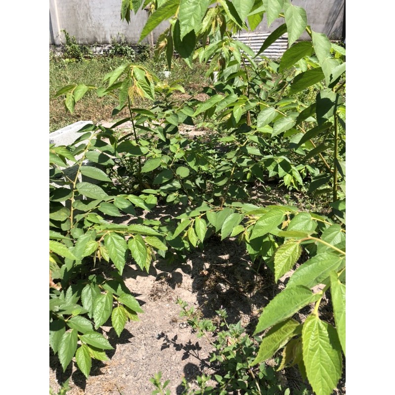 Cây giống trứng cá