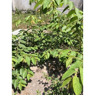 Cây giống trứng cá