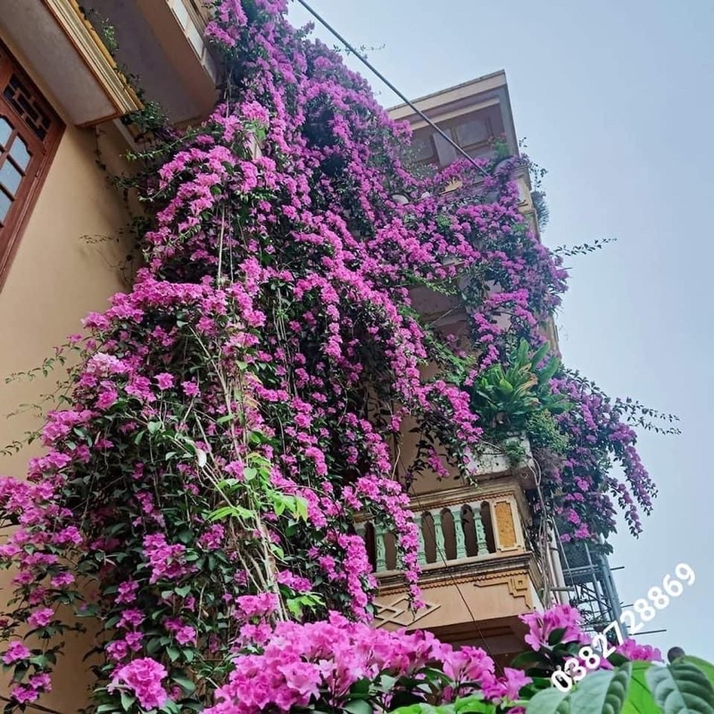 CÂY GIỐNG HOA LAN TỎI cao 50 cm